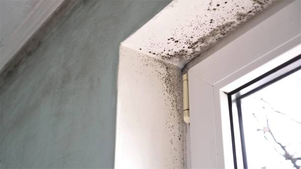 Best Mold Remediation for Specific Building Types in Mccrory, AR