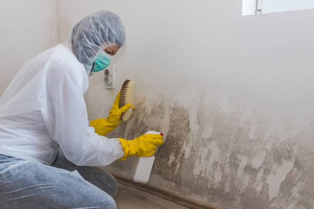 Best Insurance-Related Mold Remediation in Mccrory, AR