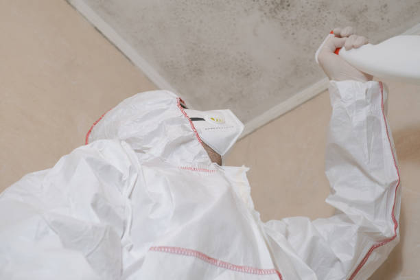 Best Commercial Mold Remediation in Mccrory, AR