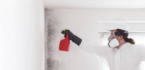 Best Crawl Space Mold Remediation in Mccrory, AR