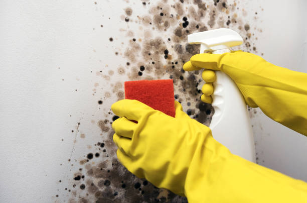 Best Bathroom Mold Remediation in Mccrory, AR