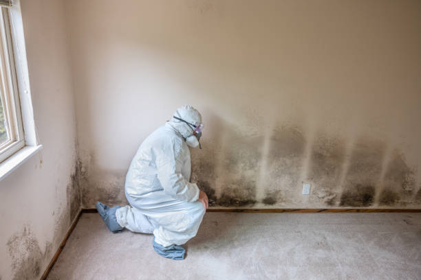 Best Emergency Mold Remediation in Mccrory, AR